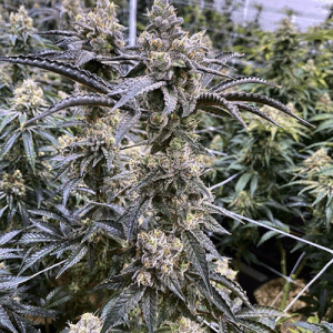 Jetzt ansehen Truffle Monkey