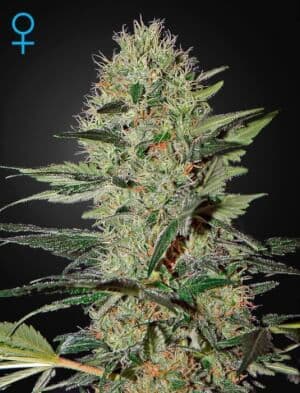 Jetzt ansehen Exodus Cheese Auto