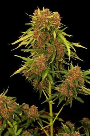 Jetzt ansehen Auto Kritical Red