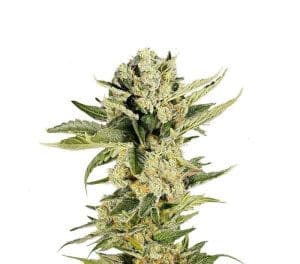 Jetzt ansehen Mr 420K