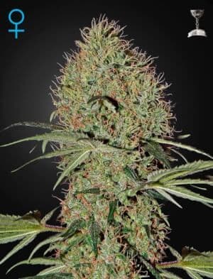 Jetzt ansehen Super Bud Auto