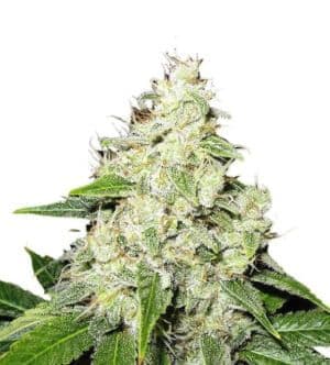 Jetzt ansehen Mr. Sour-R