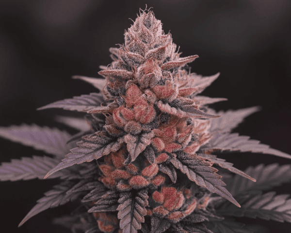 Jetzt ansehen Papaya Zoap x Tropaya Punch