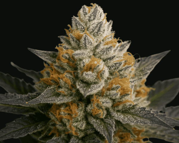 Jetzt ansehen Divorce Cake x Permanent Marker