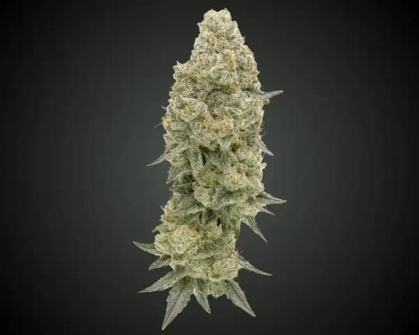 Jetzt ansehen Filmore Slim