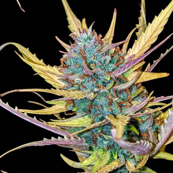 Cannabis der Sorte Auto Zkittelz