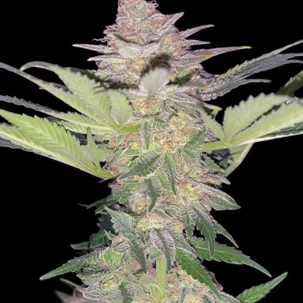 Cannabis der Sorte Auto Black Domina