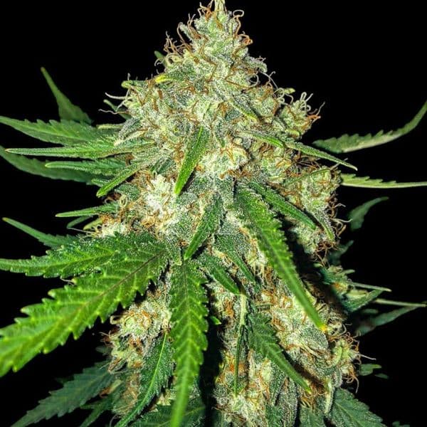 Cannabis der Sorte Auto Cali Gelato