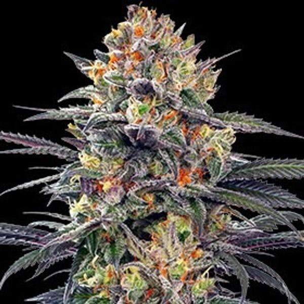 Med. Cannabis