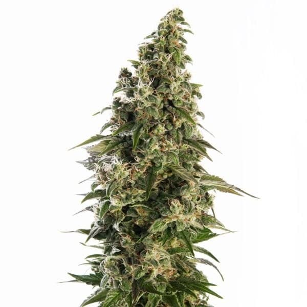 Cannabis der Sorte Auto Afghani