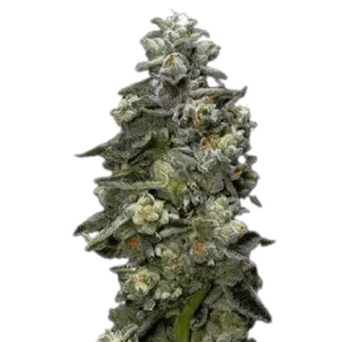 Cannabis der Sorte Bakers Delight