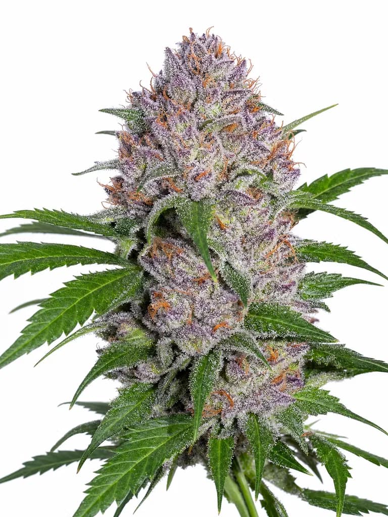Med. Cannabis