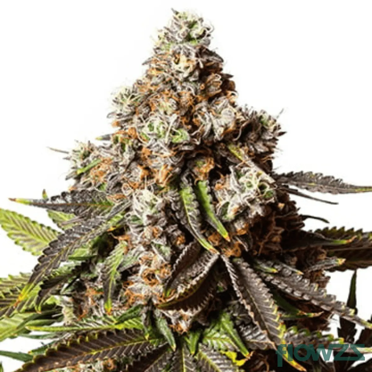 Med. Cannabis