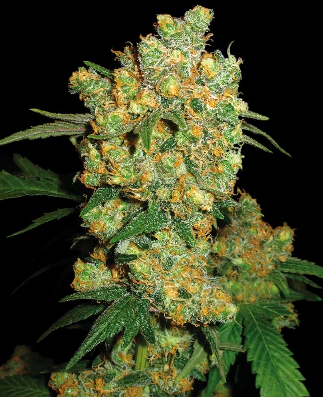 Med. Cannabis