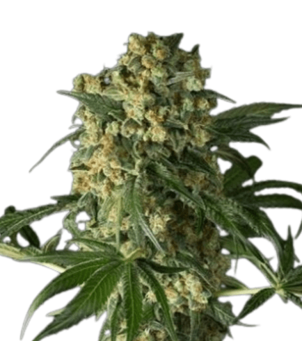 Med. Cannabis