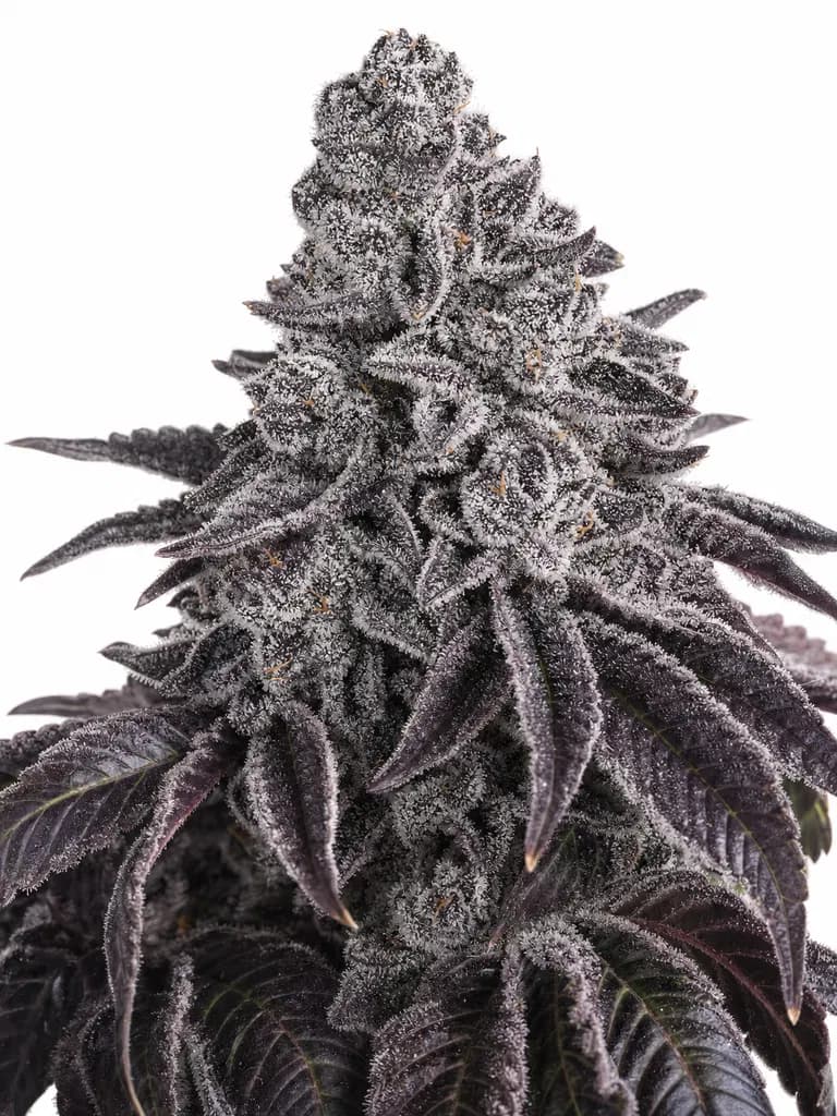 Med. Cannabis