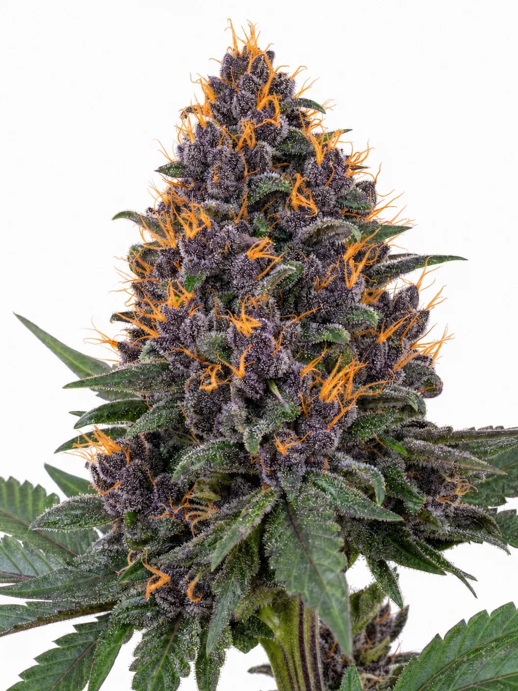 Med. Cannabis