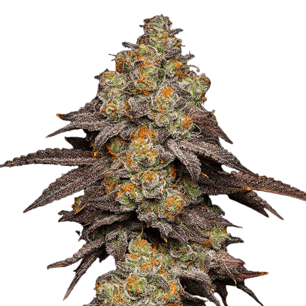 Med. Cannabis