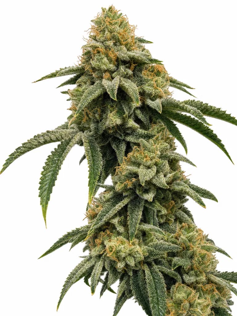 Med. Cannabis