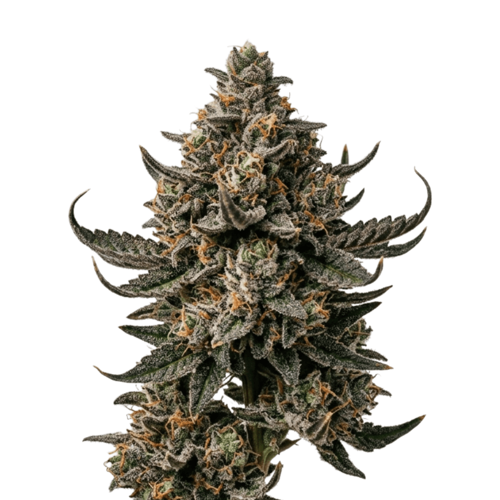 Med. Cannabis