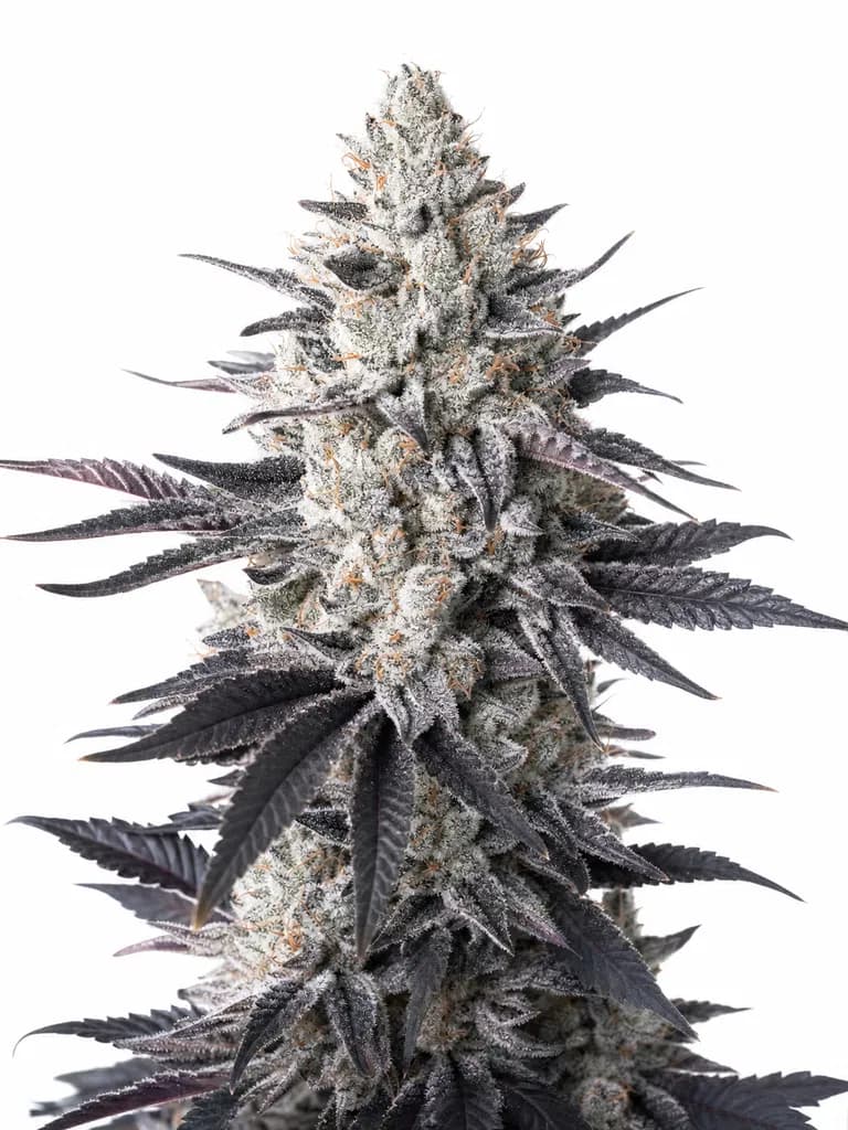 Med. Cannabis
