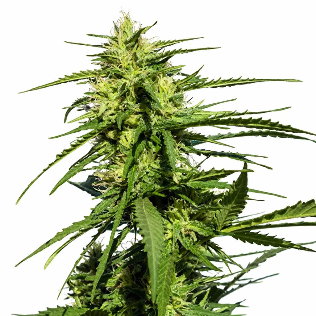 Med. Cannabis