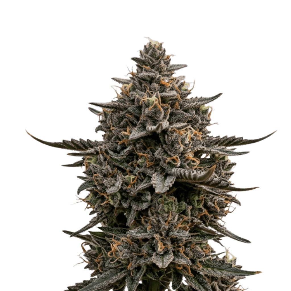 Med. Cannabis