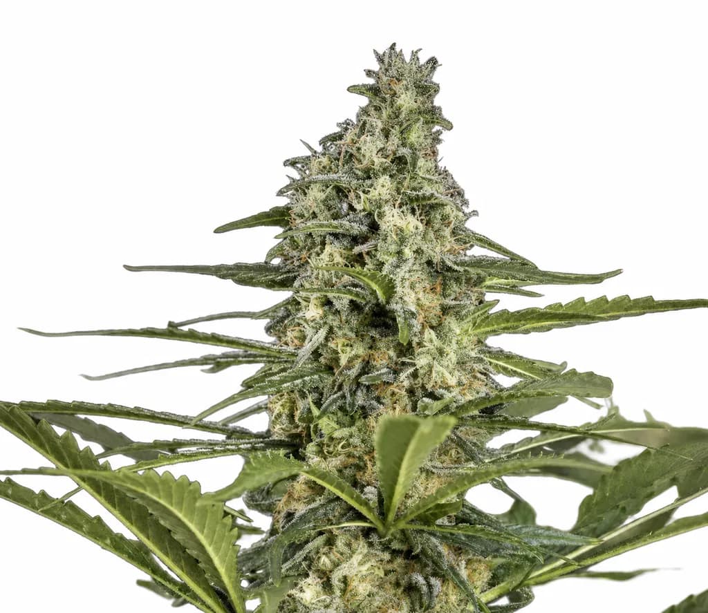 Med. Cannabis