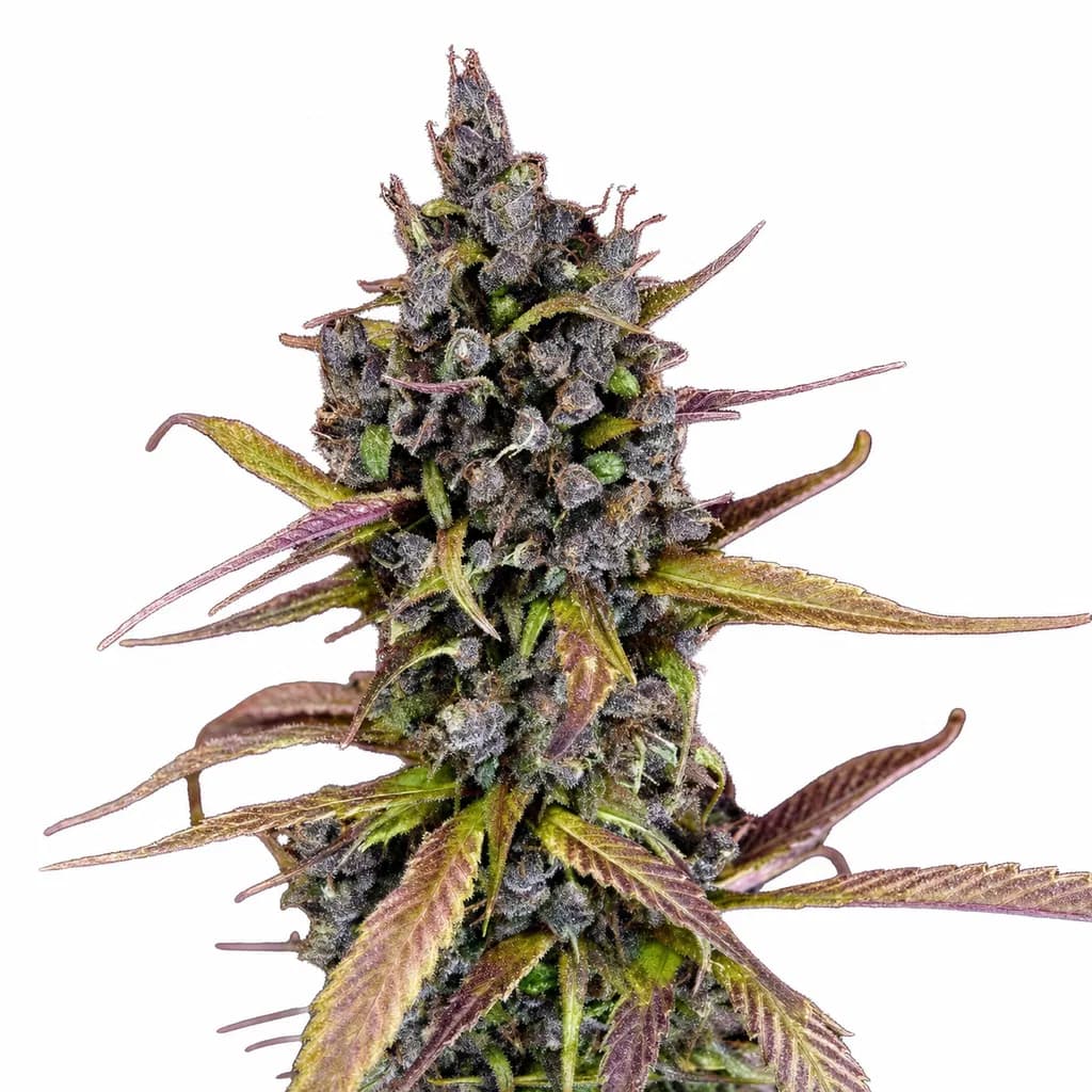 Med. Cannabis