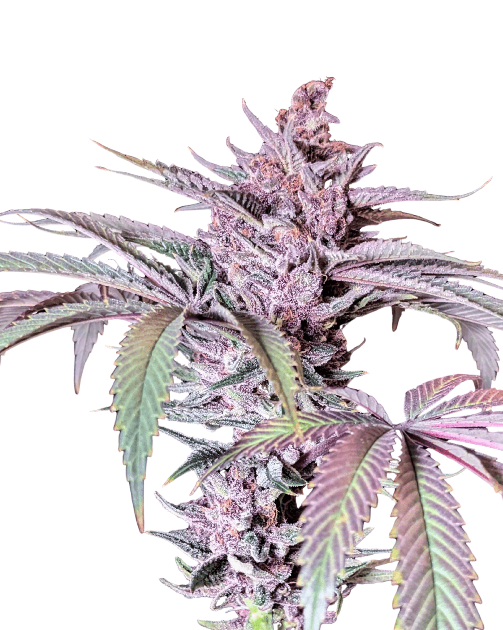 Med. Cannabis