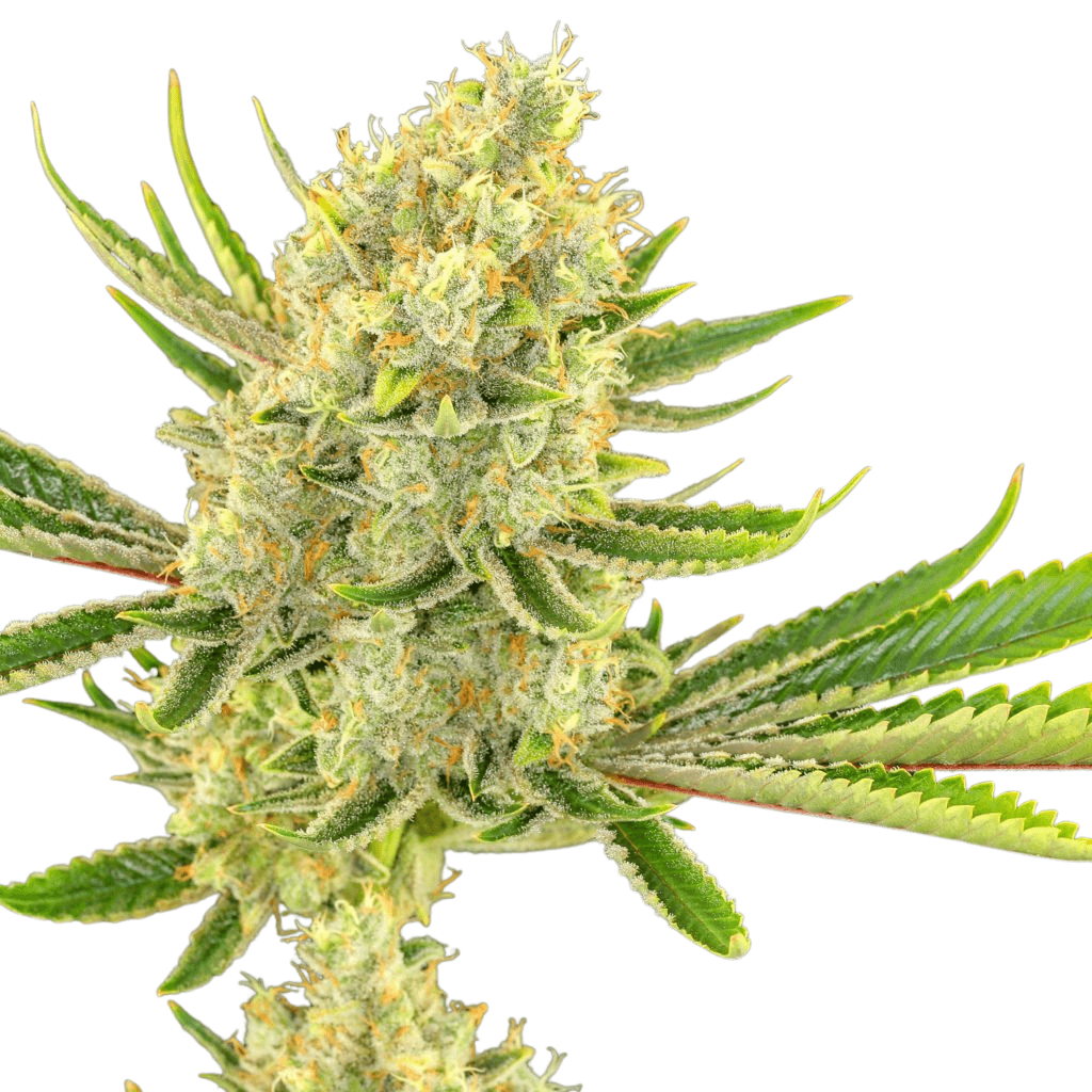 Med. Cannabis