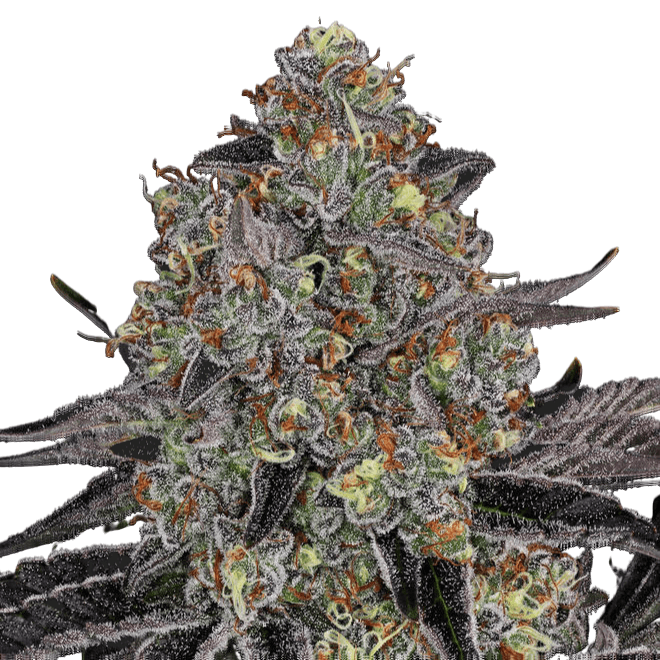 Med. Cannabis