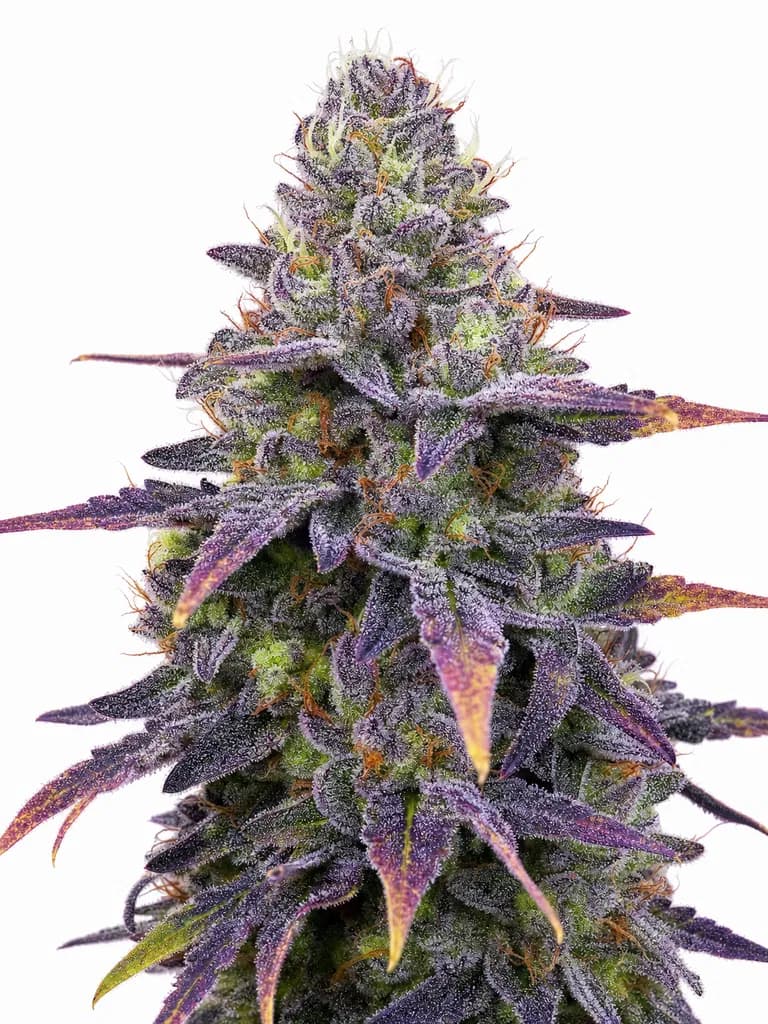 Med. Cannabis