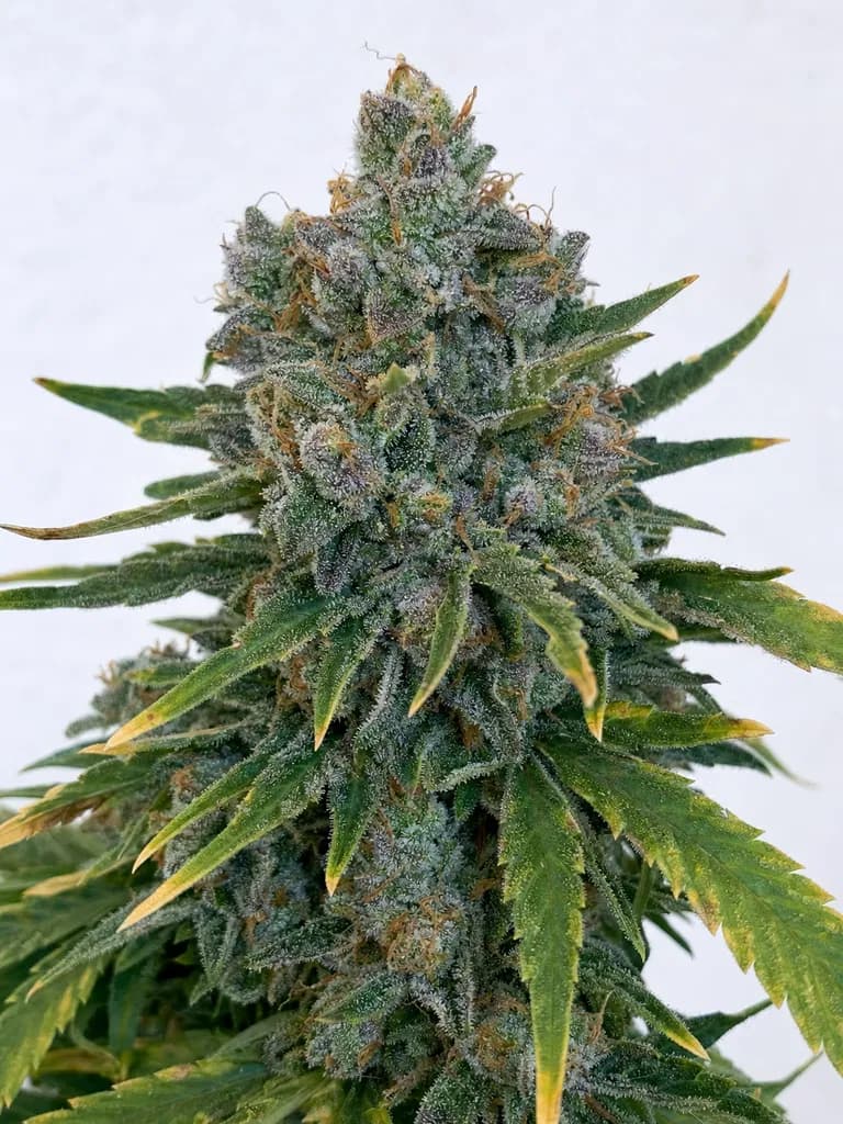 Med. Cannabis