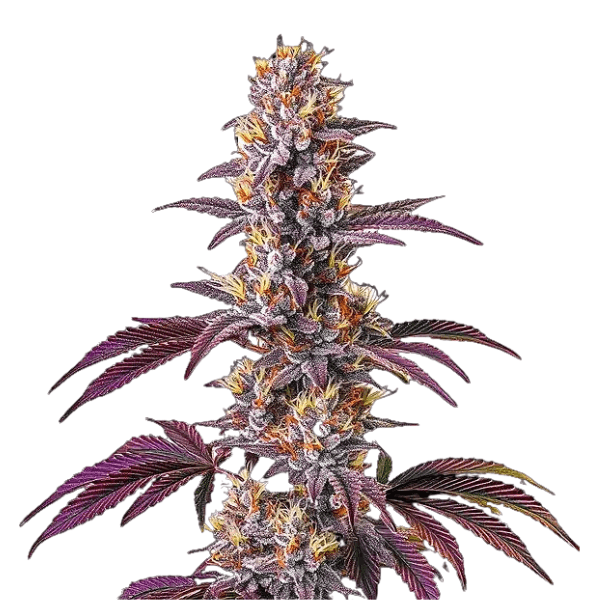 Med. Cannabis
