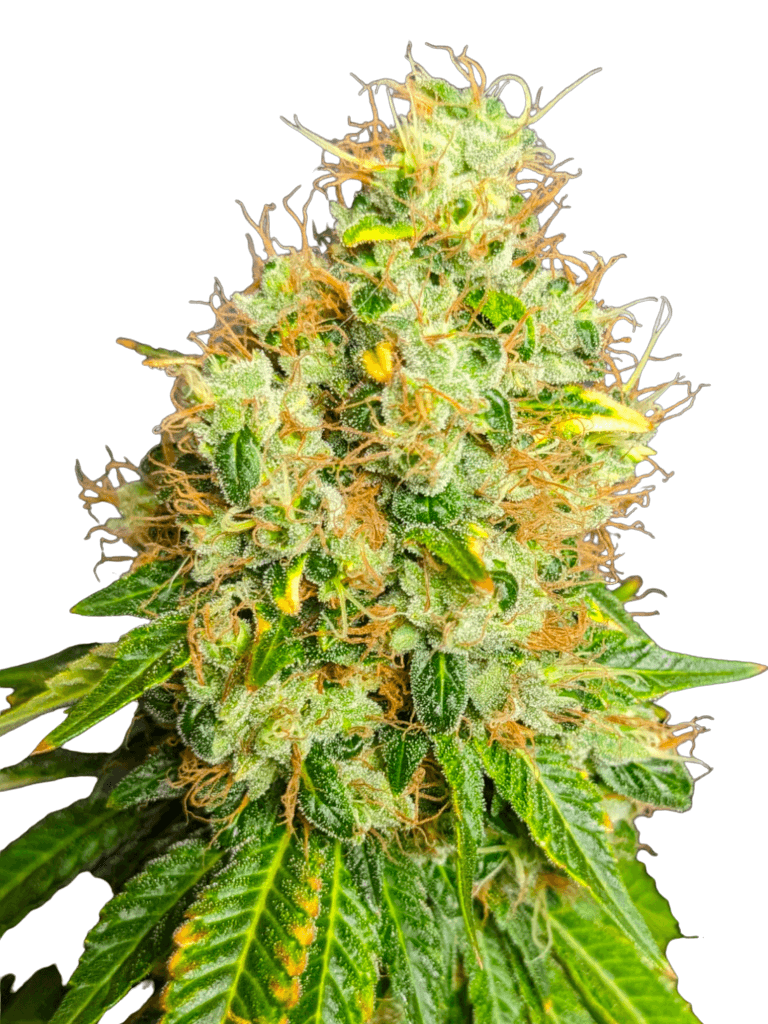 Med. Cannabis