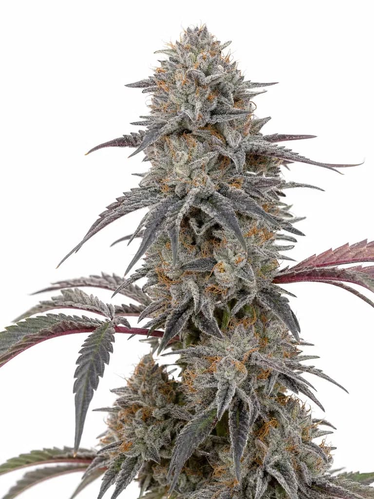 Med. Cannabis