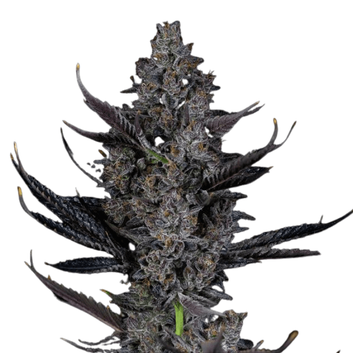 Med. Cannabis
