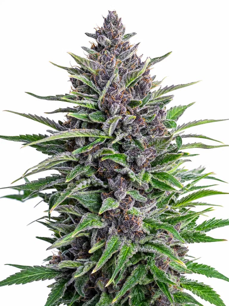 Med. Cannabis