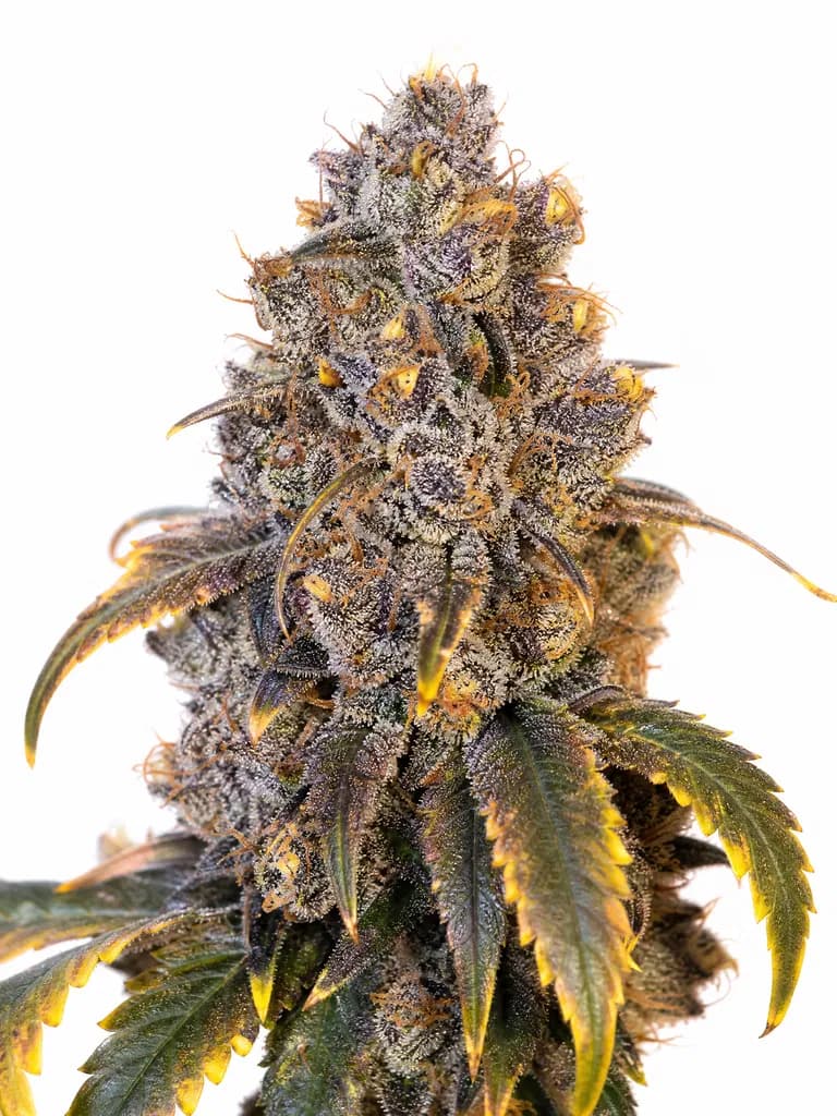 Med. Cannabis