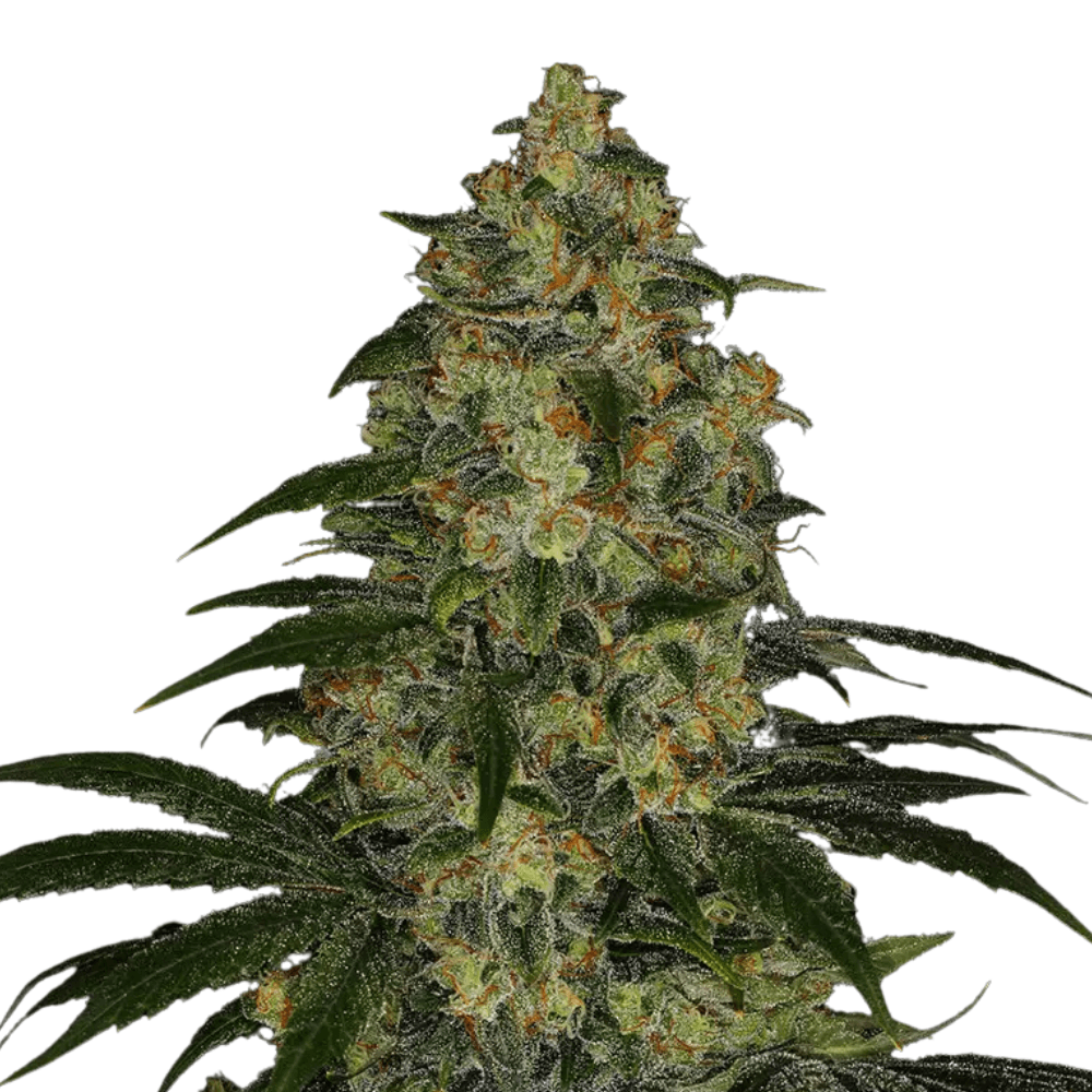 Med. Cannabis