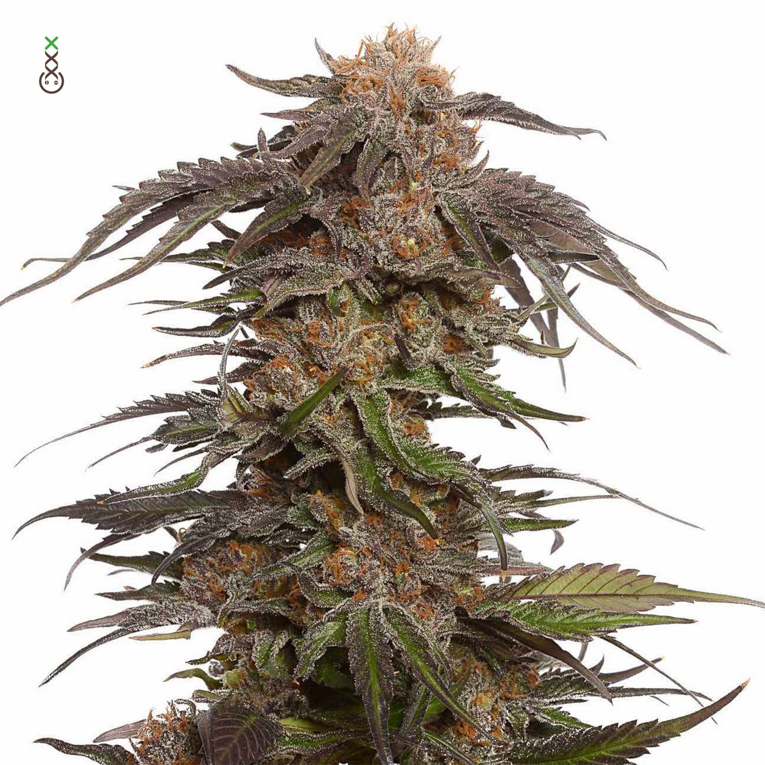 Med. Cannabis