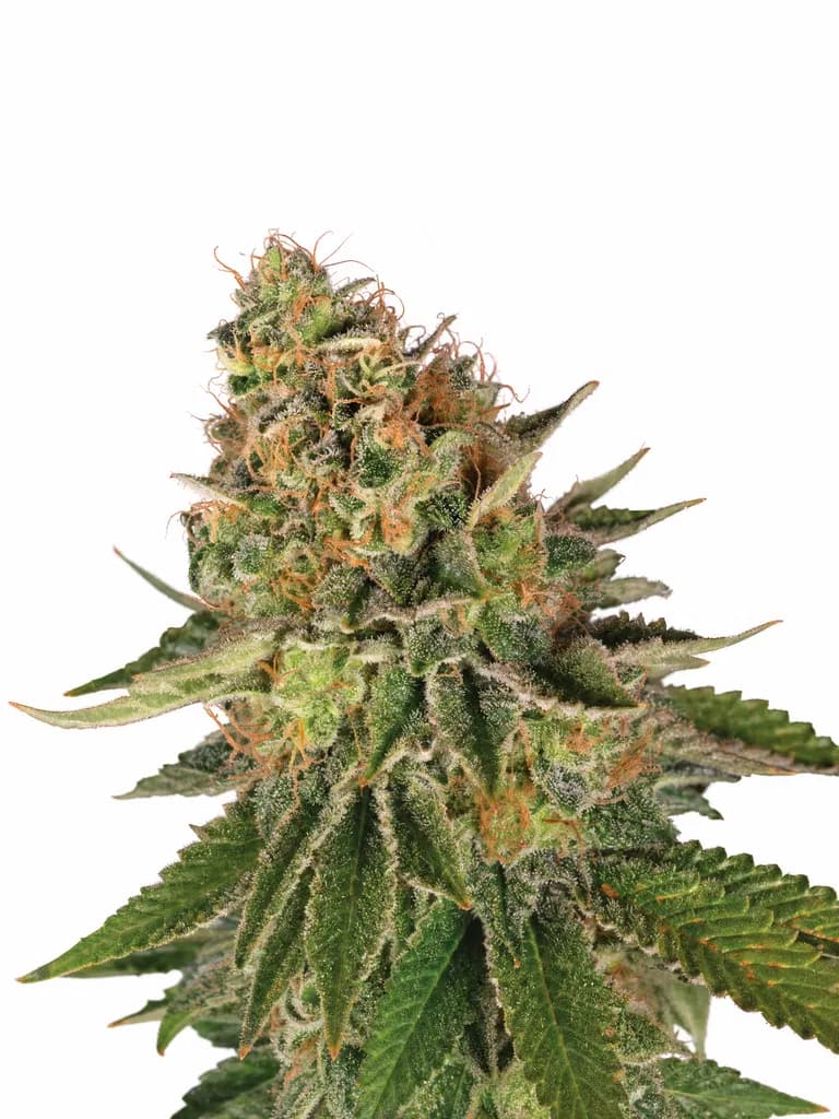 Med. Cannabis
