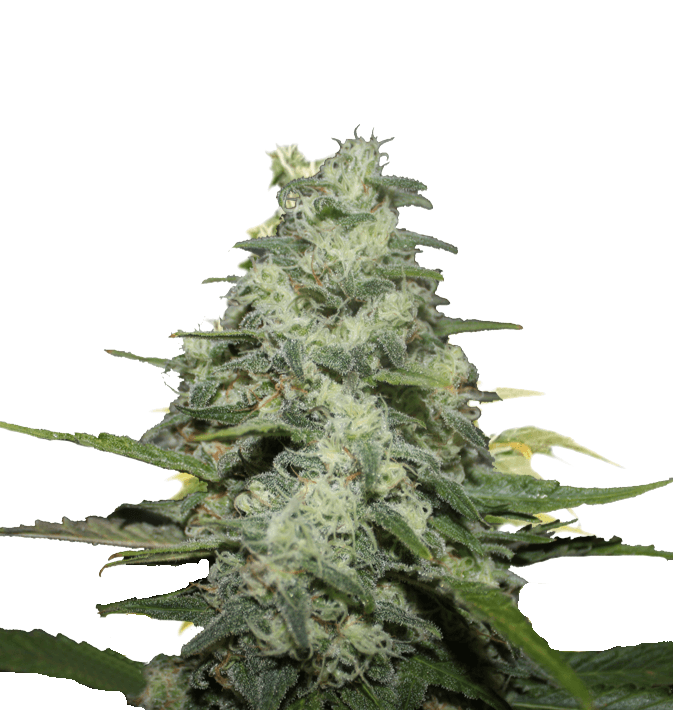 Cannabis der Sorte Blue Monkey