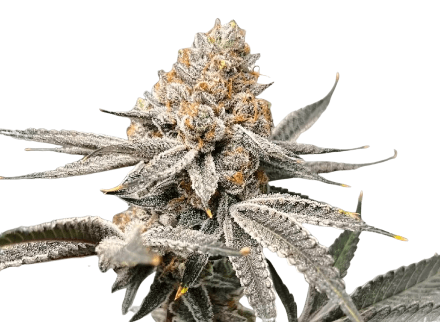 Med. Cannabis