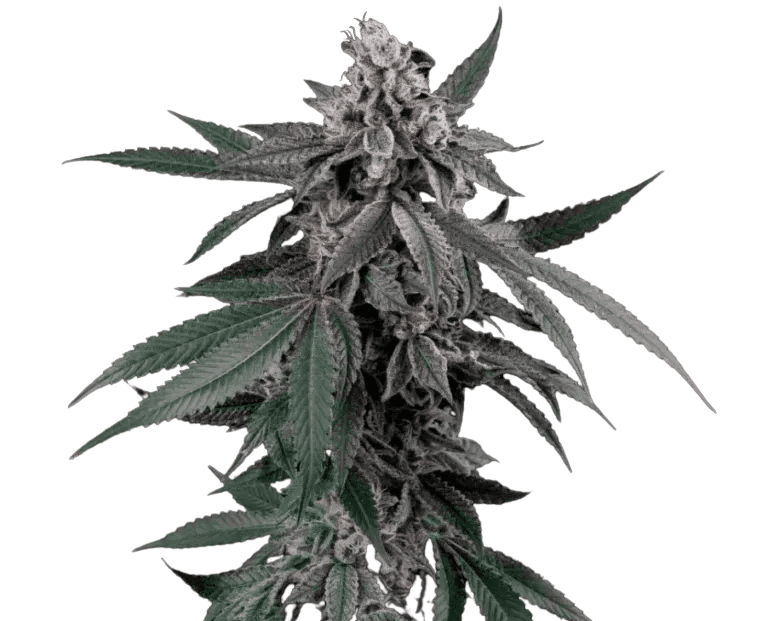 Med. Cannabis
