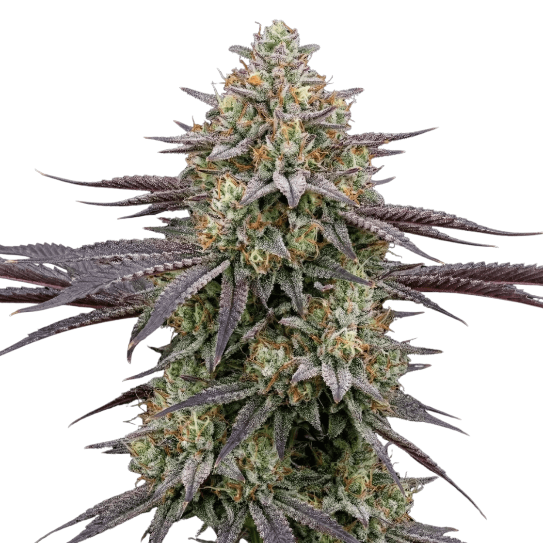 Med. Cannabis