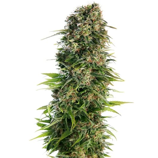 Med. Cannabis