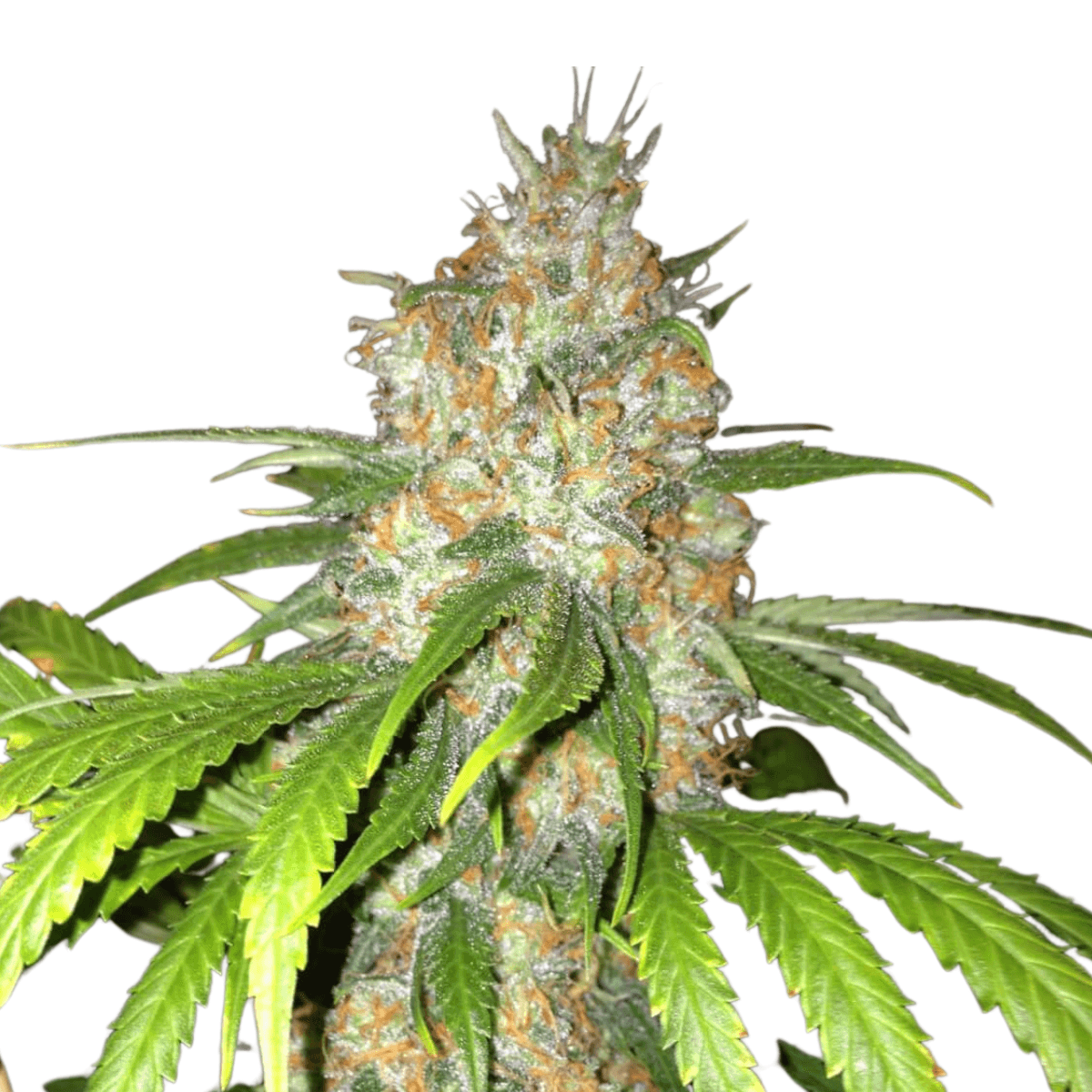 Med. Cannabis