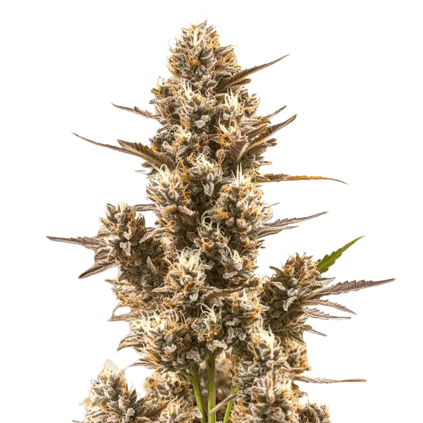 Med. Cannabis